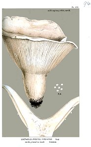 Lactarius piperatus-Cooke