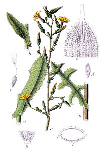 Lactuca serriola Sturm45