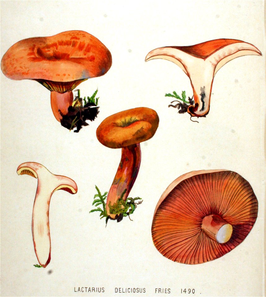 Lactarius deliciosus — Flora Batava — Volume v19