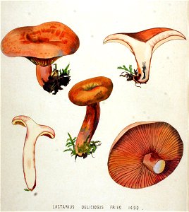 Lactarius deliciosus — Flora Batava — Volume v19. Free illustration for personal and commercial use.