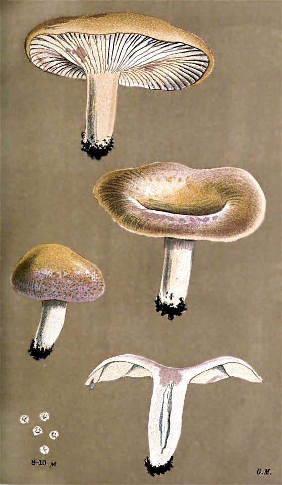 Lactarius aspideus-Cooke