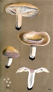 Lactarius aspideus-Cooke