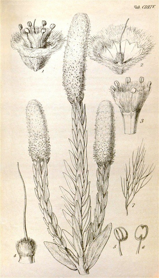 Lachnostachys albicans Hook-b