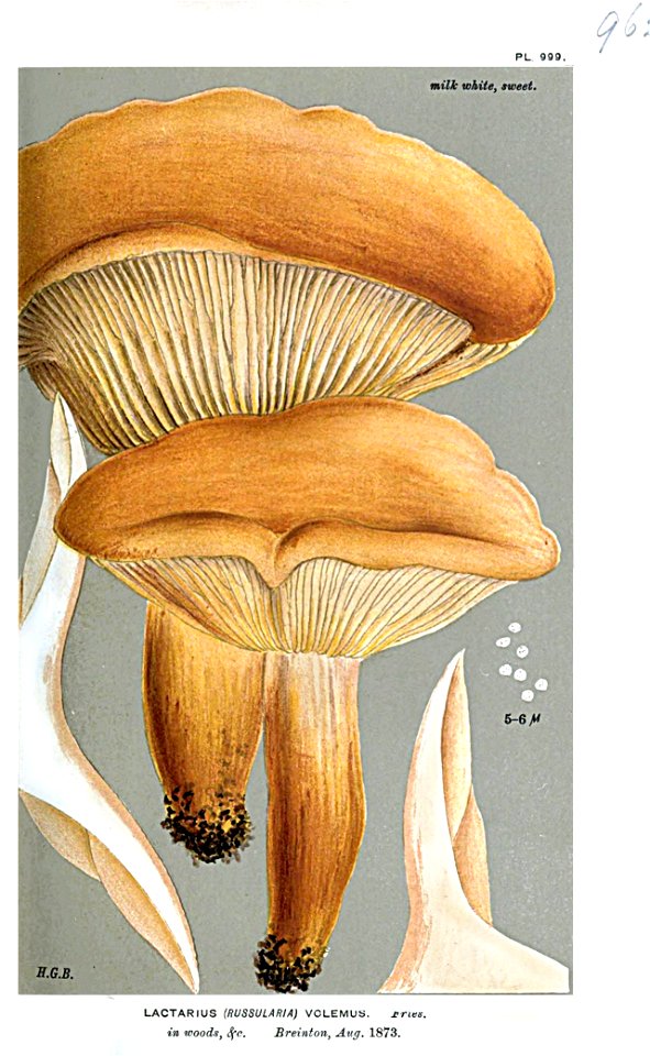 Lactarius volemus-Cooke