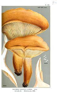 Lactarius volemus-Cooke