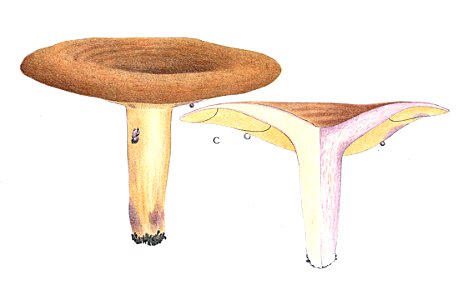 Lactarius violascens J.E.Lange Tab. 173 C