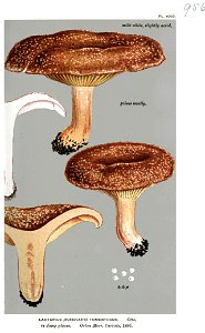 Lactarius tomentosus-Cooke