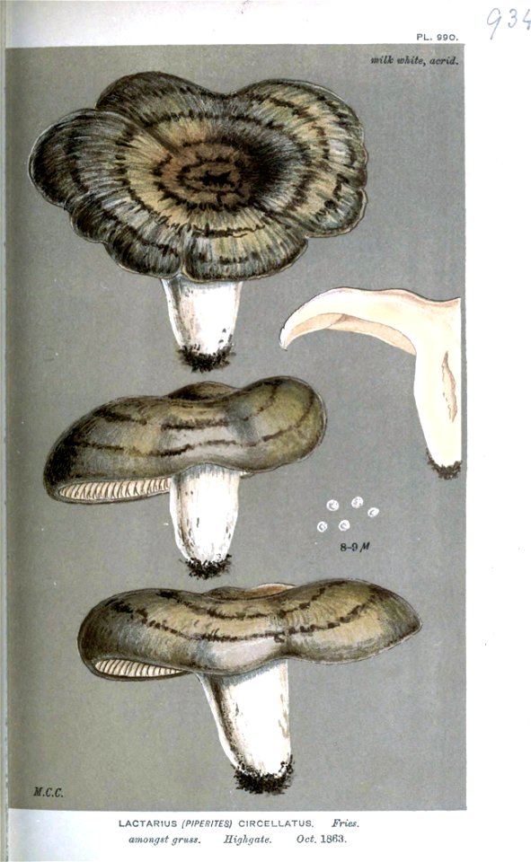 Lactarius circellatus-Cooke