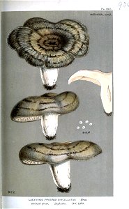 Lactarius circellatus-Cooke
