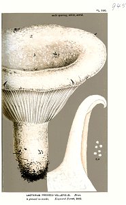 Lactarius vellereus-Cooke