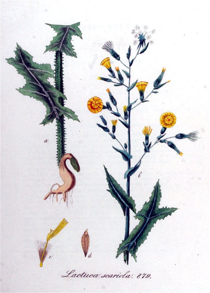 Lactuca scariola — Flora Batava — Volume v11