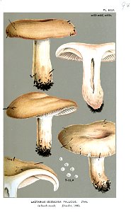 Lactarius pallidus-Cooke