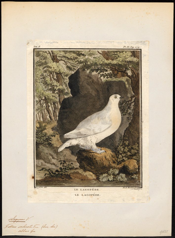Lagopus albus - 1700-1880 - Print - Iconographia Zoologica - Special Collections University of Amsterdam - UBA01 IZ17100401