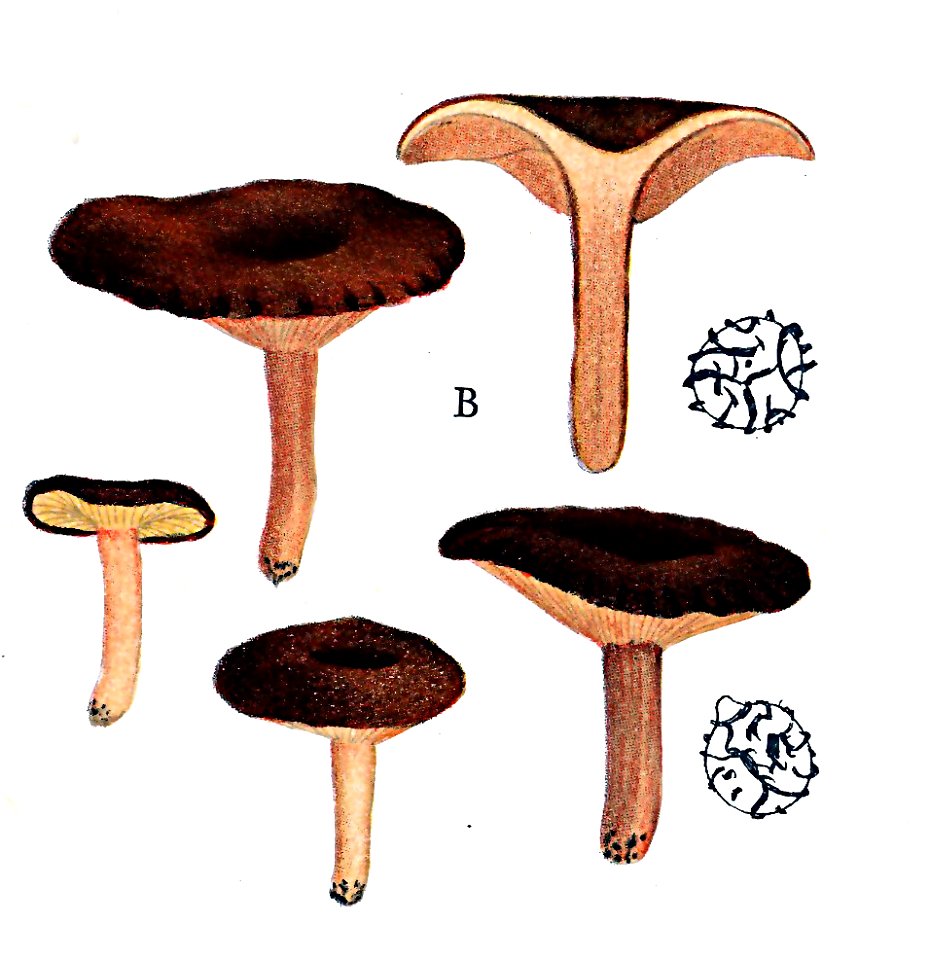 Lactarius subumbonatus Lange 173-B