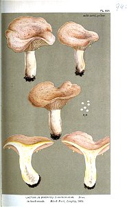Lactarius chrysorheus-Cooke