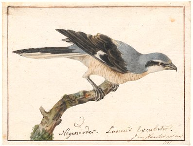Lanius excubitor - 1753-1834 - Print - Iconographia Zoologica - Special Collections University of Amsterdam - UBA01 IZA1000232