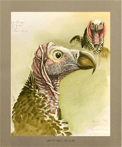 Lappetfaced vulture Fuertes