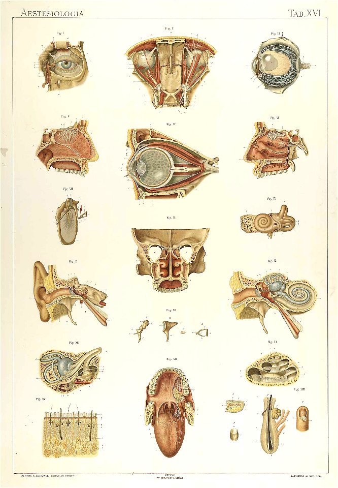 Laskowski Anatomie normale 16