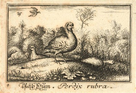 Landschap met patrijzen