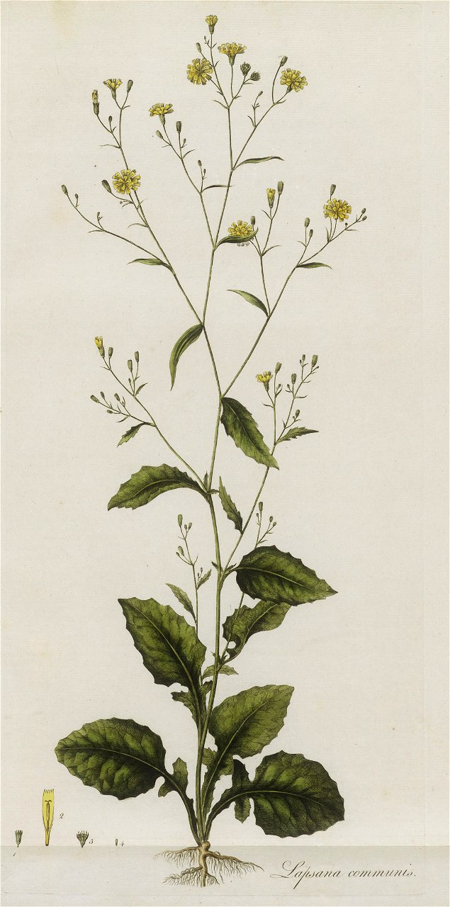 Lapsana communis - 001x