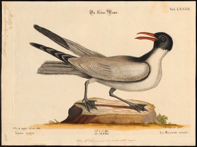 Larus atricilla - 1700-1880 - Print - Iconographia Zoologica - Special Collections University of Amsterdam - UBA01 IZ17900268