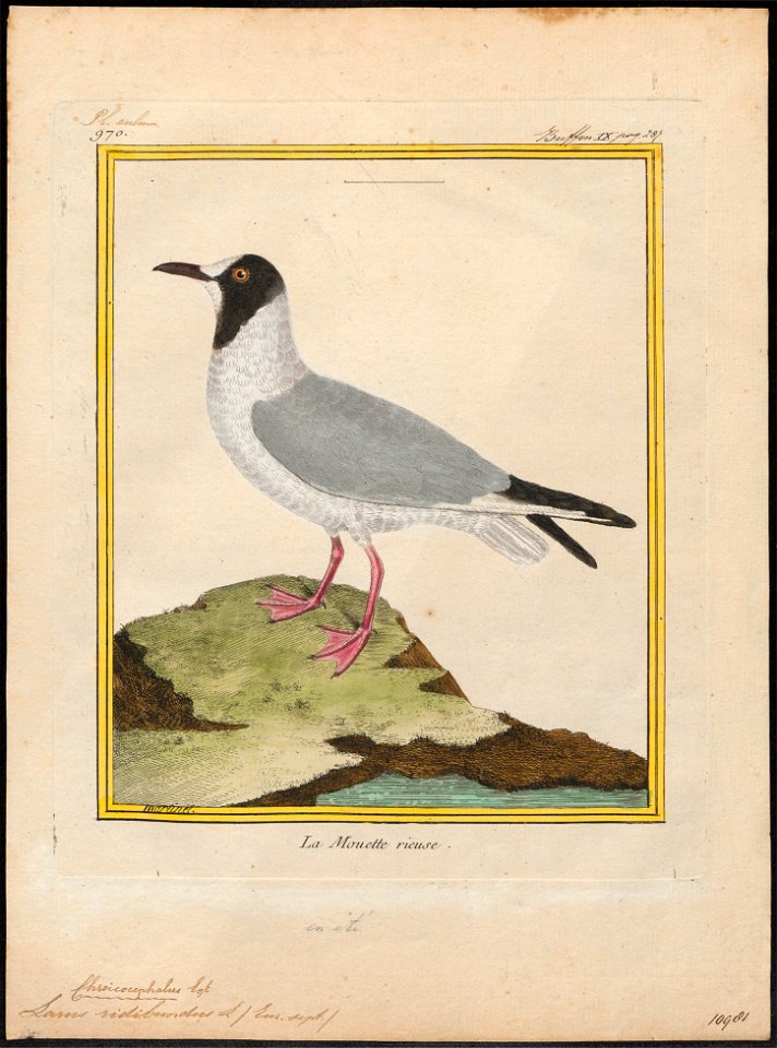 Larus ridibundus - 1700-1880 - Print - Iconographia Zoologica - Special Collections University of Amsterdam - UBA01 IZ17900262