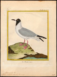 Larus ridibundus - 1700-1880 - Print - Iconographia Zoologica - Special Collections University of Amsterdam - UBA01 IZ17900262