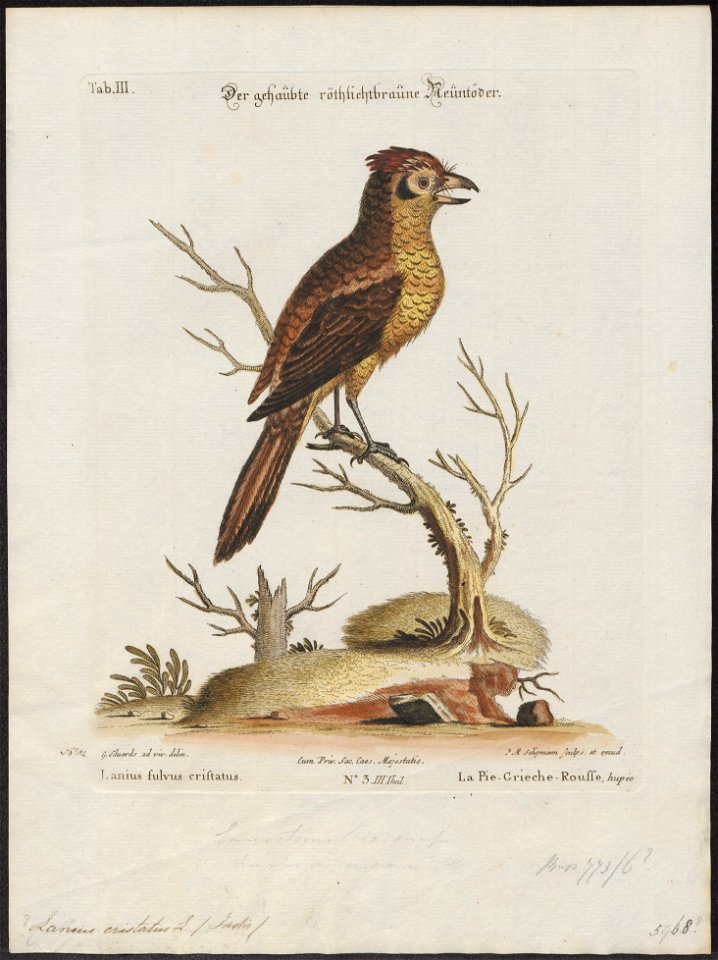 Lanius cristatus - 1700-1880 - Print - Iconographia Zoologica - Special Collections University of Amsterdam - UBA01 IZ16600421