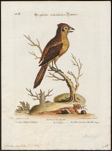 Lanius cristatus - 1700-1880 - Print - Iconographia Zoologica - Special Collections University of Amsterdam - UBA01 IZ16600421