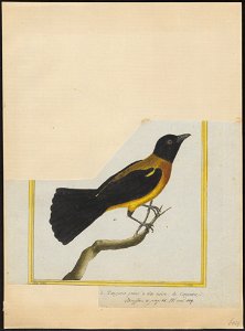Lanio atricapillus - 1700-1880 - Print - Iconographia Zoologica - Special Collections University of Amsterdam - UBA01 IZ15900241