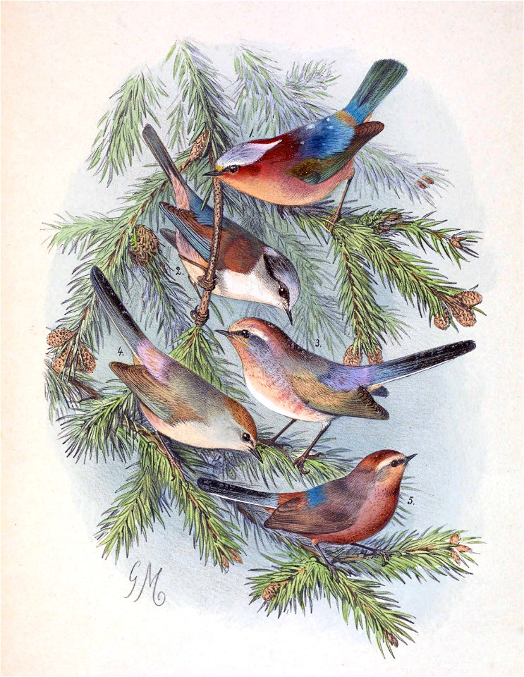 Leptopoecile elegans elegans & Leptopoecile sophiae sophiae & Leptopoecile sophiae obscurus 1889