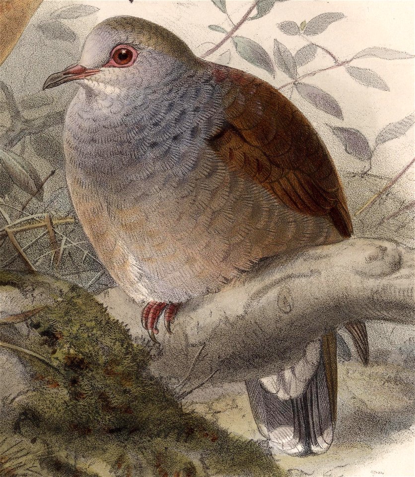 Leptotila cassini cerviniventris 1902