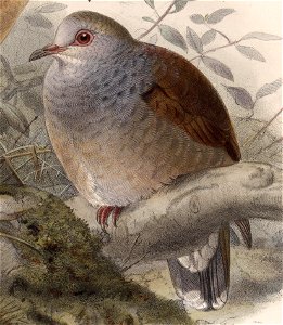 Leptotila cassini cerviniventris 1902