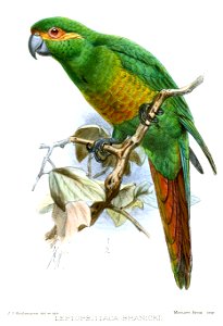 LeptopsittacaBranickiiKeulemans
