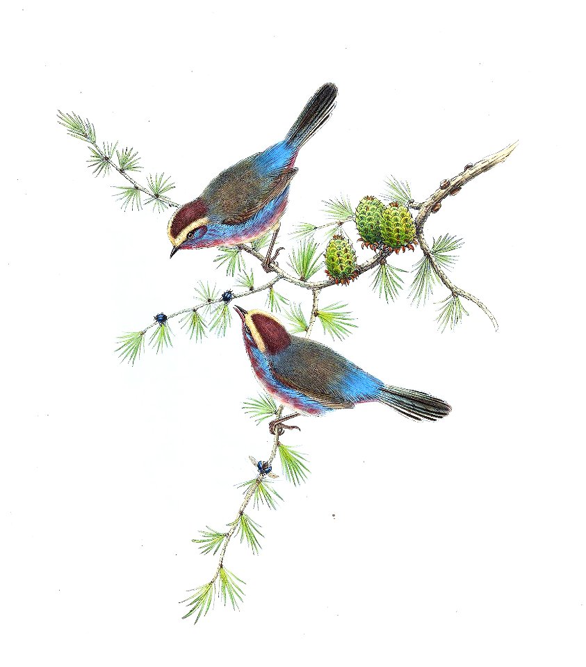 LeptopoecileSophiaeGould