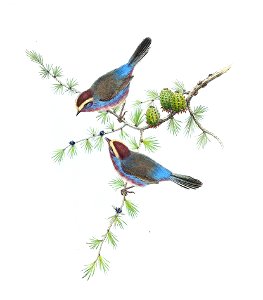 LeptopoecileSophiaeGould