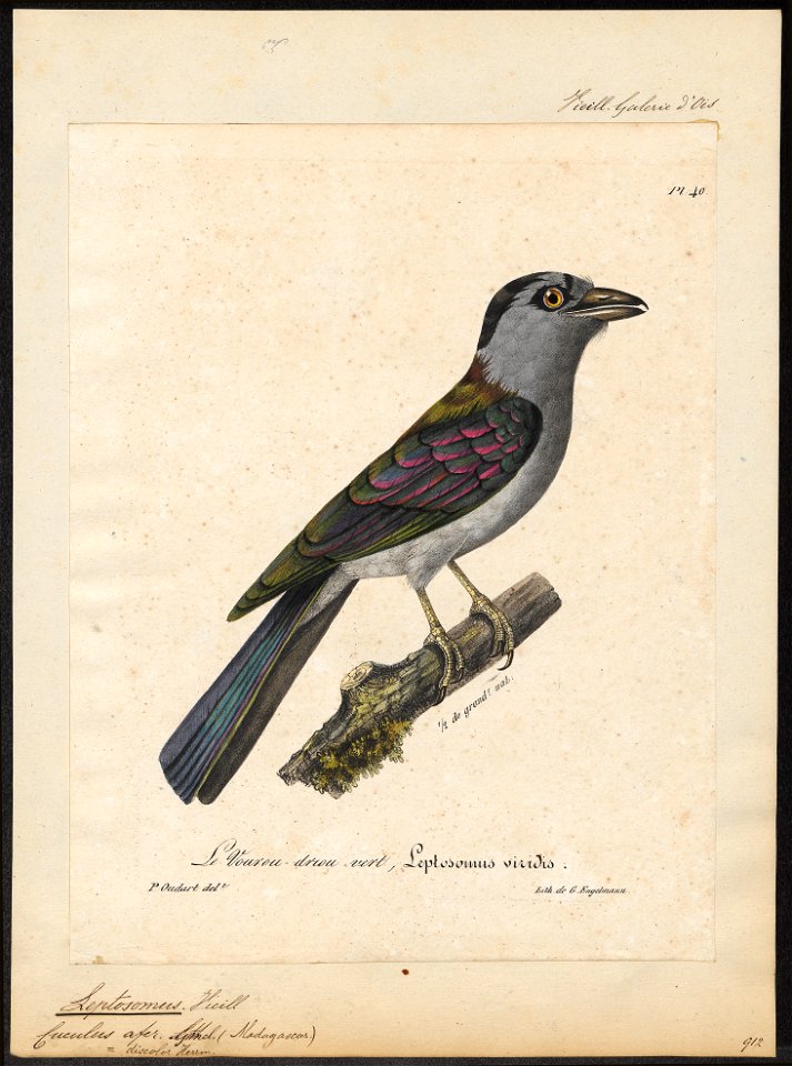 Leptosomus discolor - 1825-1834 - Print - Iconographia Zoologica - Special Collections University of Amsterdam - UBA01 IZ16700267