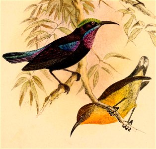 Leptocoma sericea talautensis 1898