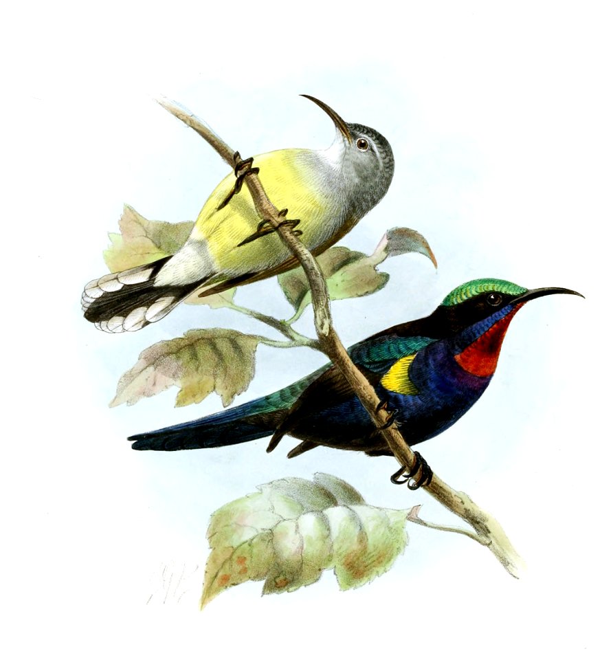 Leptocoma calcostetha Keulemans