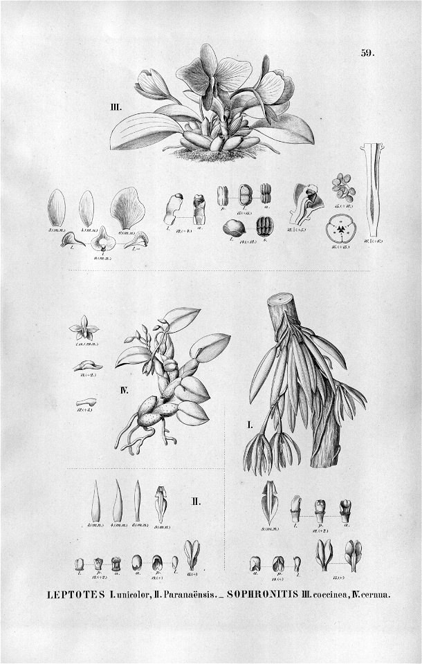 Leptotes unicolor (also as Leptotes paranaensis) - Sophronitis coccinea - Sophronitis cernua - Fl.Br.3-5-59