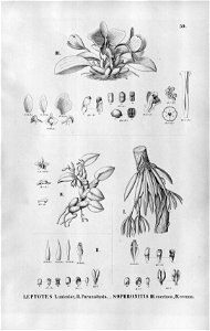 Leptotes unicolor (also as Leptotes paranaensis) - Sophronitis coccinea - Sophronitis cernua - Fl.Br.3-5-59