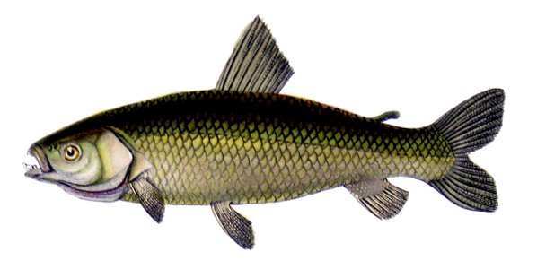 Leporinus pachyurus Castelanau