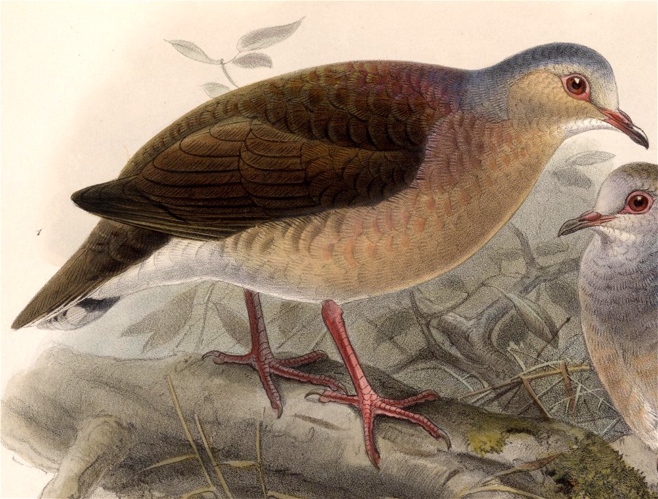 Leptotila plumbeiceps 1902