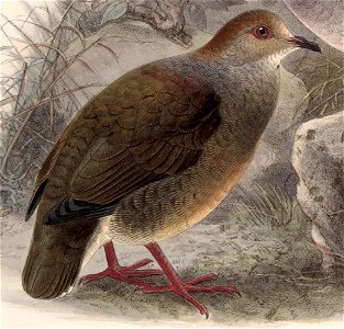 Leptotila cassini rufinucha 1902