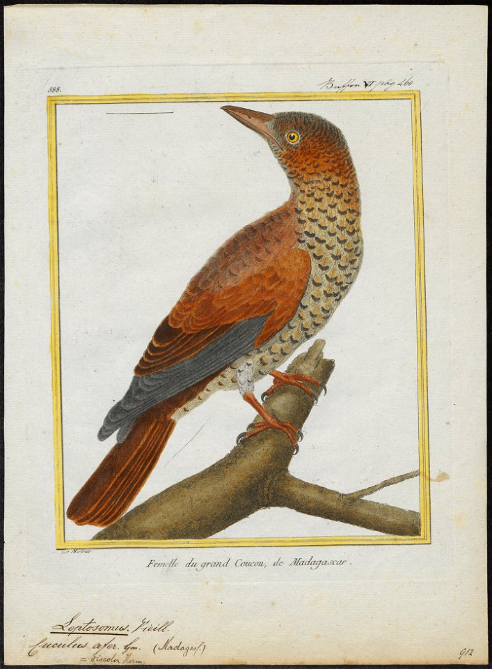 Leptosomus discolor - 1700-1880 - Print - Iconographia Zoologica - Special Collections University of Amsterdam - UBA01 IZ16700265