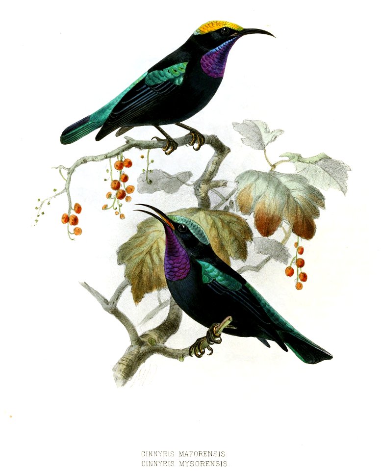 Leptocoma sericea maforensis-mysorensis Keulemans