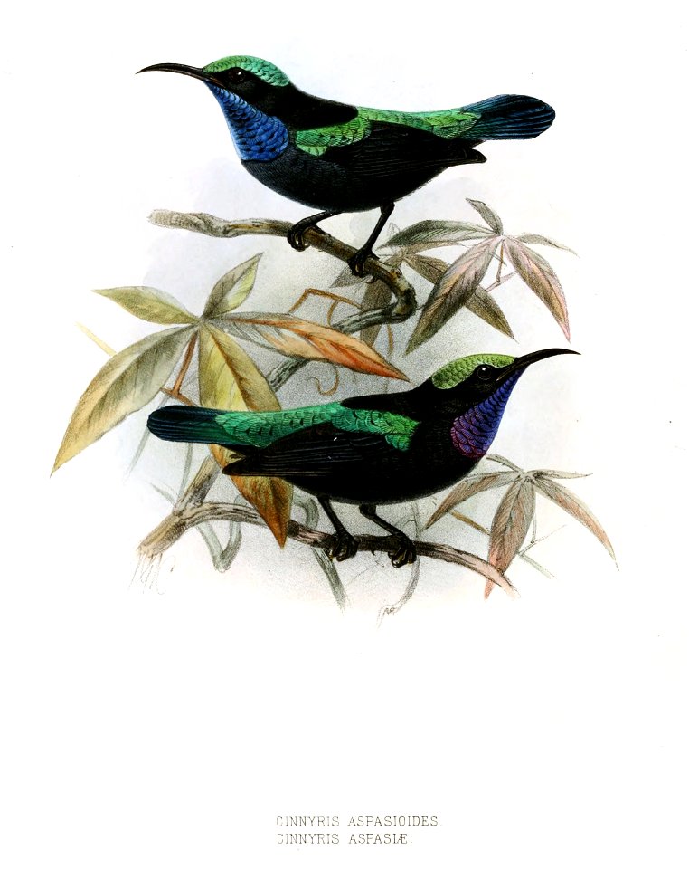 Leptocoma sericea aspasiodes Keulemans