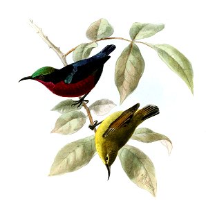 Leptocoma brasiliana Keulemans