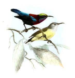 Leptocoma sericea grayi Keulemans