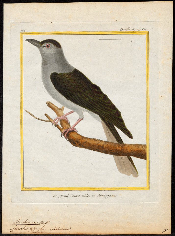 Leptosomus discolor - 1700-1880 - Print - Iconographia Zoologica - Special Collections University of Amsterdam - UBA01 IZ16700261